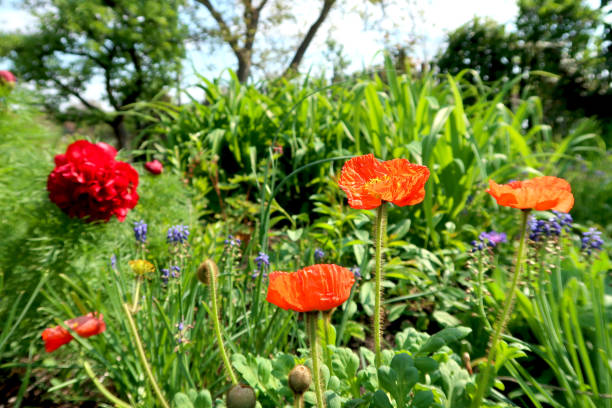 istock Blooming flowerbed with red corn poppy in the foreground and blurred  peony flower and grape hyacinths in the background. Springtime in the garden. 1147528362