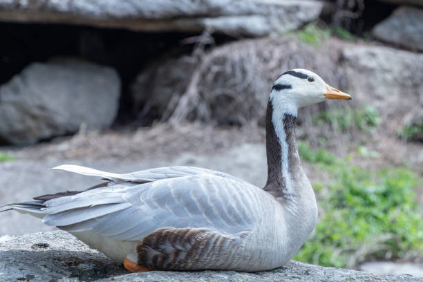 istock Bar-headed goose Anser indicus A young person at a mountain waterfall 1147528936