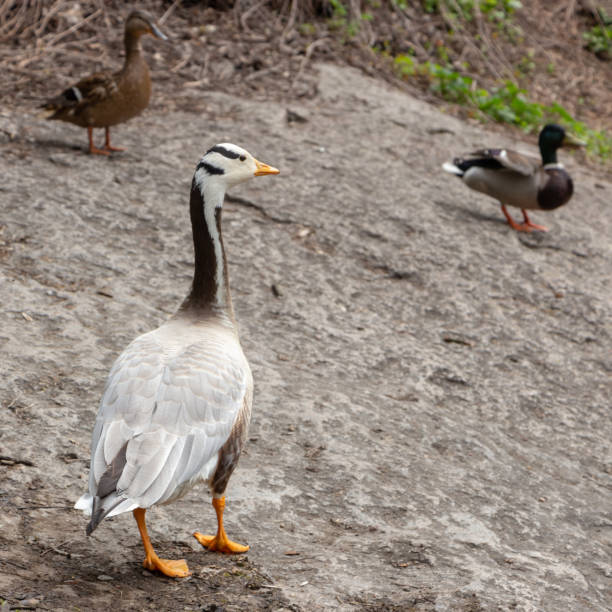 istock Bar-headed goose Anser indicus A young person at a mountain waterfall 1147528983