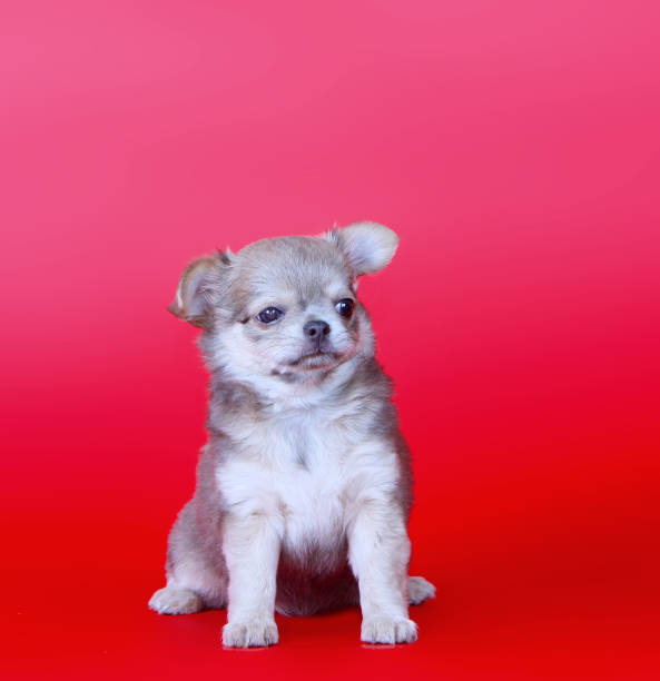 Pocket Dog Stock Photos, Pictures & Royalty-Free Images - iStock Pocket Dog Stock Photos, Pictures & Royalty-Free Images - iStock