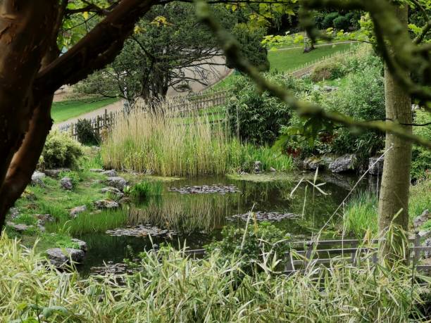 istock Japanese Garden in Avenham Park 1147530327