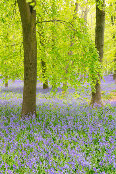 istock Bluebells In An English Beechwood 1147531184