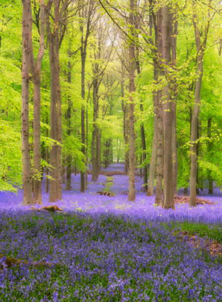istock Bluebells Of Buckinghamshire 1147531261