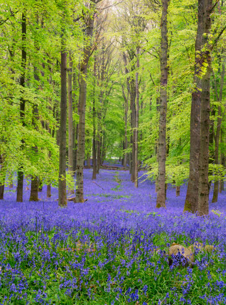 istock Bluebells Of Buckinghamshire 1147531294