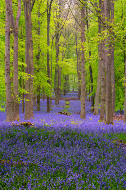 istock Bluebells Of Buckinghamshire 1147531569