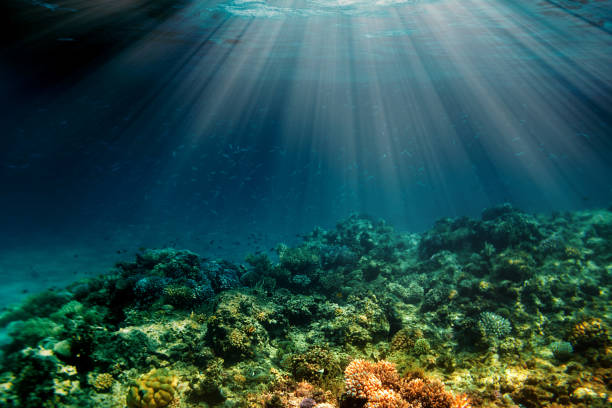 istock Underwater coral reef on the red sea 1147531970