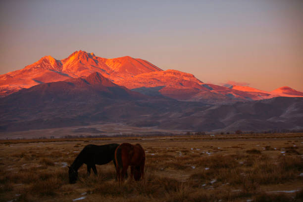 Horses at Barren Point Overlook in Mardin Valley, Mardin - Turkey