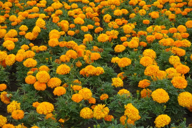 istock Backdrop - plenty of orange flowers of Tagetes erecta 1147535883