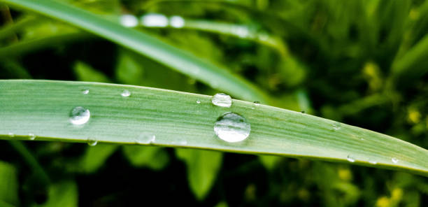 istock Grass and dew. Grass after rain. Dew on the grass. 1147535978