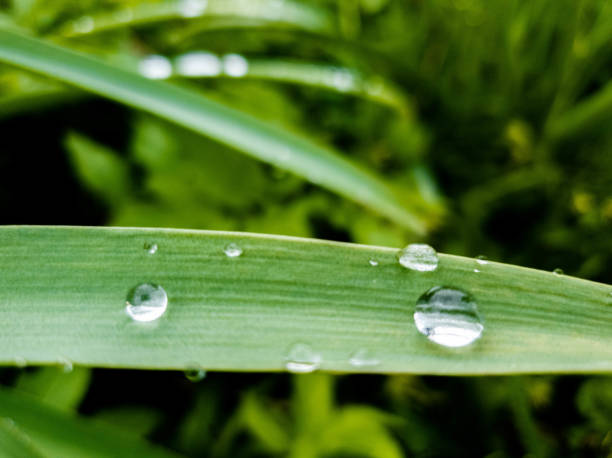istock Grass and dew. Grass after rain. Dew on the grass. 1147536011