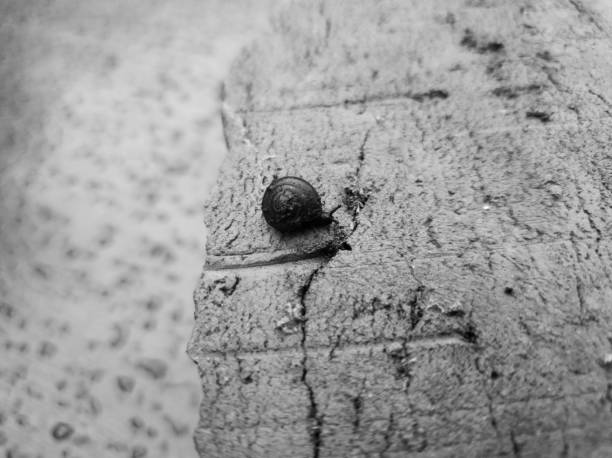 Snail on a cracked brick. Snail.