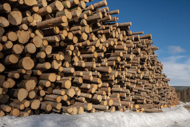 istock Fir timber in a pile on snow with a blue sky in background 1147536738