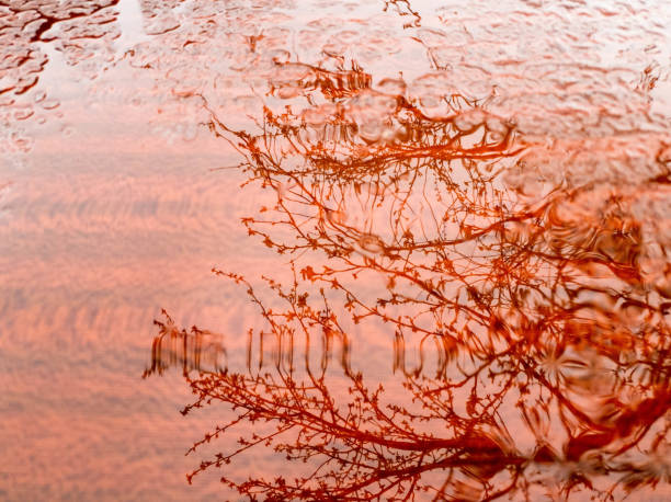 istock Autumn is rainy. Reflected tree in rainy background. 1147537492