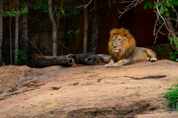 istock Big lion on stone in forest on hills nature 1147538204