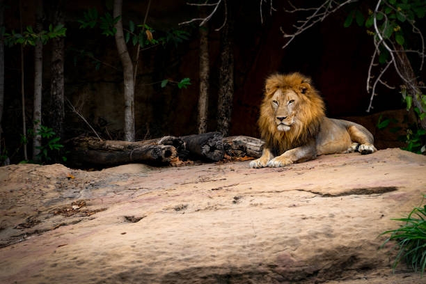 istock Big lion on stone in forest on hills nature 1147538219