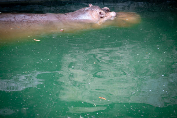 Hippopotamus on pond in nature