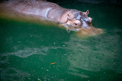 Hippopotamus on pond in nature