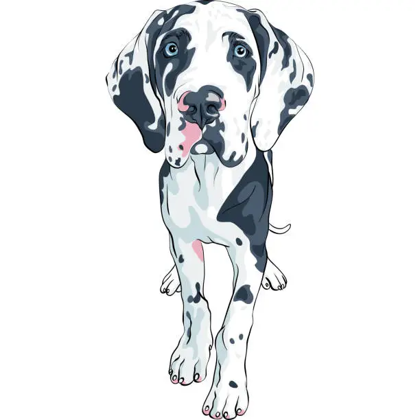 Vector illustration of vector spotted dog Great Dane breed