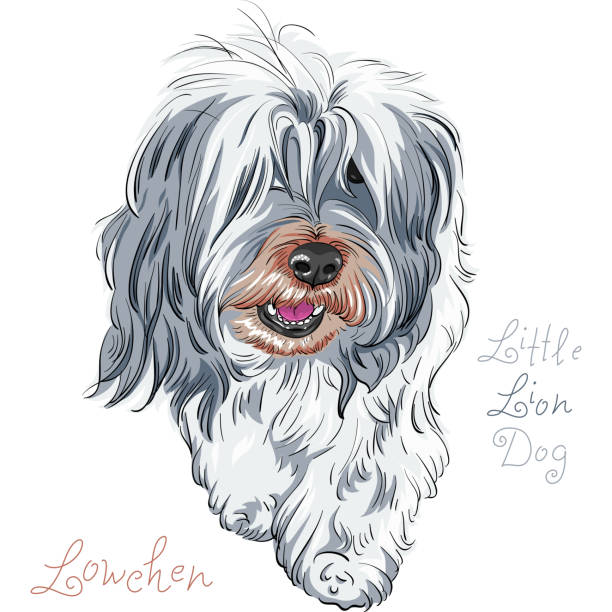 Angry Lowchen 20+ Lowchen Stock Photos, Pictures & Royalty-Free Images - iStock