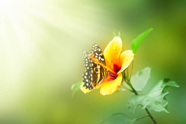 Butterfly flying to perch on blurred pink flower with bokeh ,dream concept.