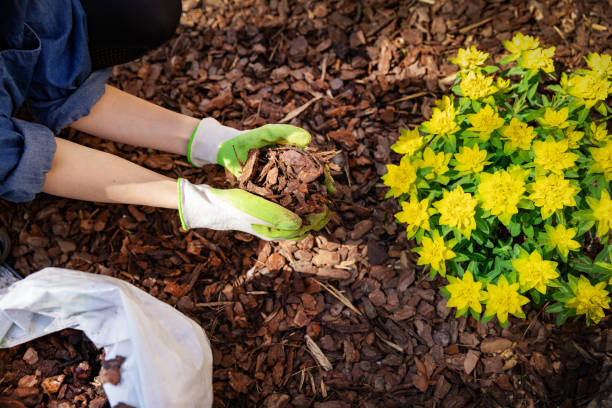 gärtnermulchblumenbeete mit kiefernrindenmulch - baumrinde stock-fotos und bilder