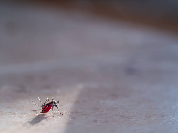 Mosquito Full of Blood could not Fly The Mosquito Full of Blood could not Fly ,Standing on The Floor mosquito filled with blood stock pictures, royalty-free photos & images