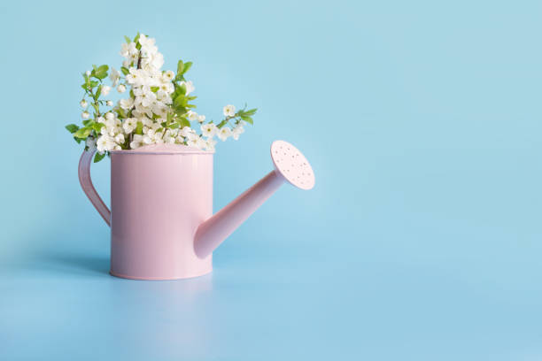 istock Bouquet white flowers blooming fruit tree in decorative watering can. Gardening spring concept. 1147539753
