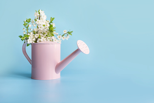 Bouquet white flowers blooming fruit tree in decorative watering can on blue. Gardening concept. Spring.