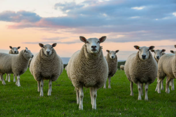 gruppe von schafen - sheep wool meadow pasture stock-fotos und bilder