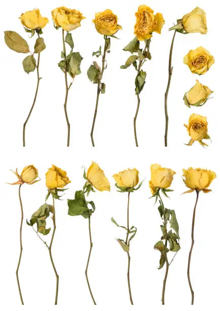 Photo of Dried roses set isolated on white background