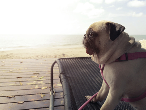 Pug pet dog relaxed looking sunset in a beach