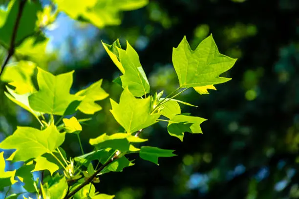 Young leaves of Tulip tree (Liriodendron tulipifera), called Tuliptree, American Tulip Tree, Tulip Poplar, Yellow Poplar, Whitewood on blurred green garden background. Selective focus