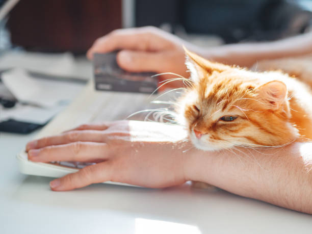 Man is typing at the computer keyboard and holding credit card in hand. Cute ginger cat dozing on man's hand. stock photo