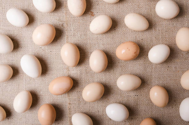 대 천으로 된 계란의 평면도. 농장 개념과 계란을 수집 - agriculture basket bowl textile 뉴스 사진 이미지