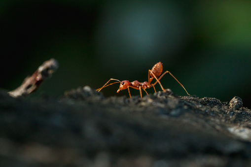 Red ant on the tree, body, mustache and legs are orange.