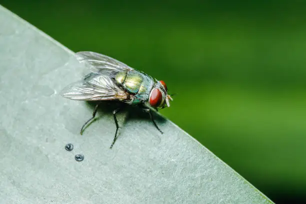 Blow fly on the leaves can be found in communities that have sewage.