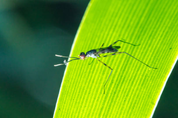 istock Stilt-Legged Flies on the leaves 1147547169