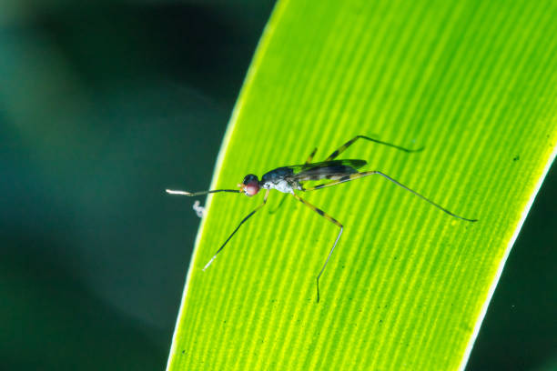 istock Stilt-Legged Flies on the leaves 1147547244