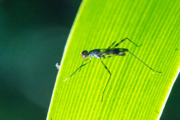 istock Stilt-Legged Flies on the leaves 1147548036