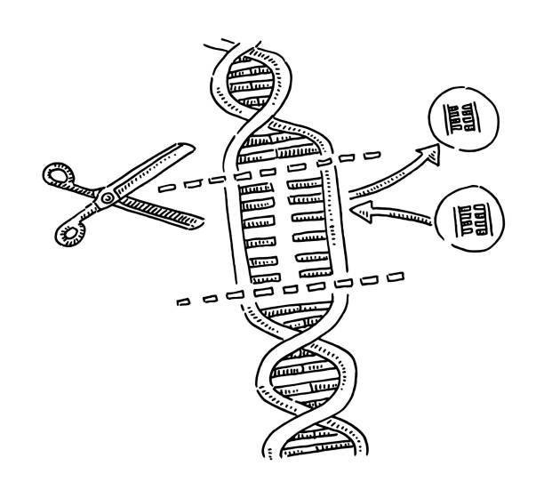 CRISPR Genetic Science DNA Substitution Drawing Hand-drawn vector drawing of a CRISPR Genetic Science image for DNA Substitution. Black-and-White sketch on a transparent background (.eps-file). Included files are EPS (v10) and Hi-Res JPG. crispr stock illustrations