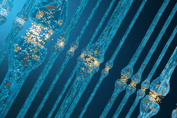 istock Synaptic transmission, nervous system receptors. Concept consciousness. Brain synapses. Transmission synapse, impulses in brain, information transfer at the cellular or atomic level, 3D Rendering 1147548447