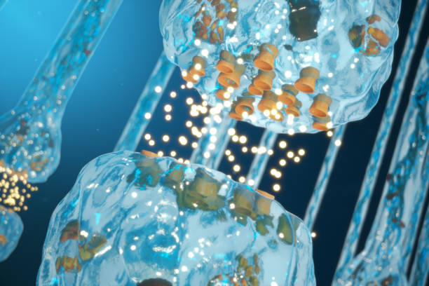 istock Synaptic transmission, nervous system receptors. Concept consciousness. Brain synapses. Transmission synapse, impulses in brain, information transfer at the cellular or atomic level, 3D Rendering 1147548472