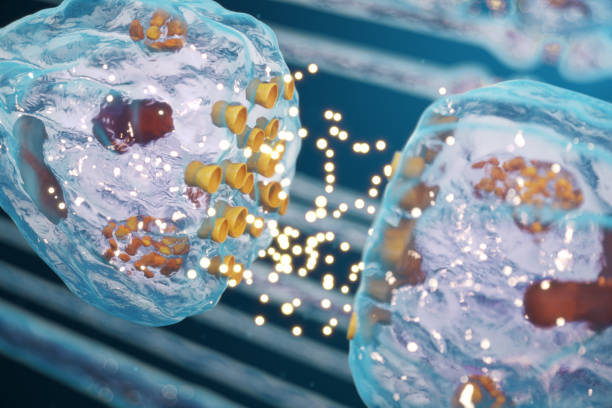 istock Synaptic transmission, human nervous system. Concept consciousness. Brain synapses. Transmission synapse, signals, impulses in brain, information transfer at the cellular or atomic level, 3D Rendering 1147548522