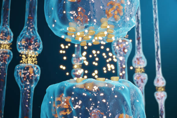 istock Synaptic transmission, human nervous system. Concept consciousness. Brain synapses. Transmission synapse, signals, impulses in brain, information transfer at the cellular or atomic level, 3D Rendering 1147548576
