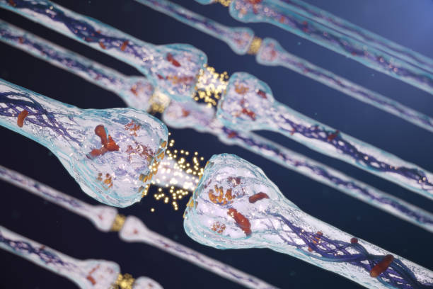 istock Synaptic transmission, human nervous system. Concept consciousness. Brain synapses. Transmission synapse, signals, impulses in brain, information transfer at the cellular or atomic level, 3D Rendering 1147548602