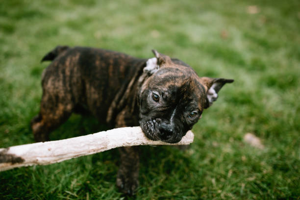 istock Exotic Bulldog Puppy Chewing on Stick 1147550428