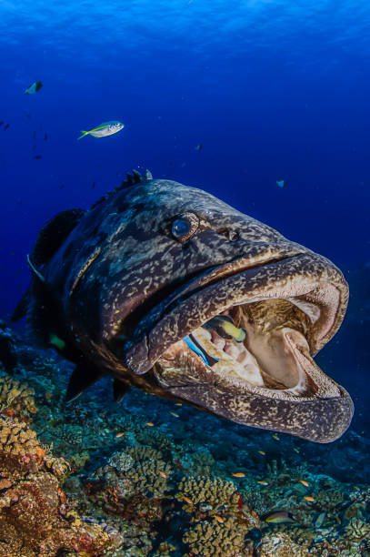 istock Large Potato Cod Fish with Mouth WIde OPen Getting Cleaned by Cleaning Fish in Agunijima Okinawa Japan 1147550568