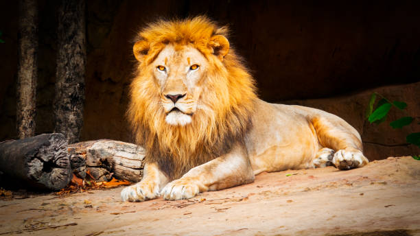 istock Big lion on stone in forest on hills nature 1147552035