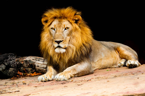 grande leone su pietra nella foresta sulle colline natura - lion africa undomesticated cat portrait foto e immagini stock