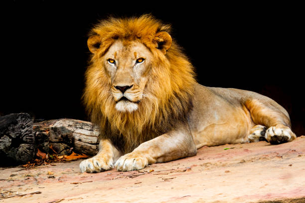 большой лев на камне в лесу на холмах природы - lion africa undomesticated cat portrait стоковые фото и изображения